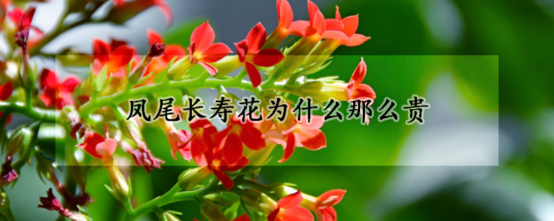 鳳尾長壽花為什么那么貴