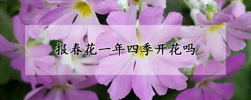 報(bào)春花一年四季開花嗎