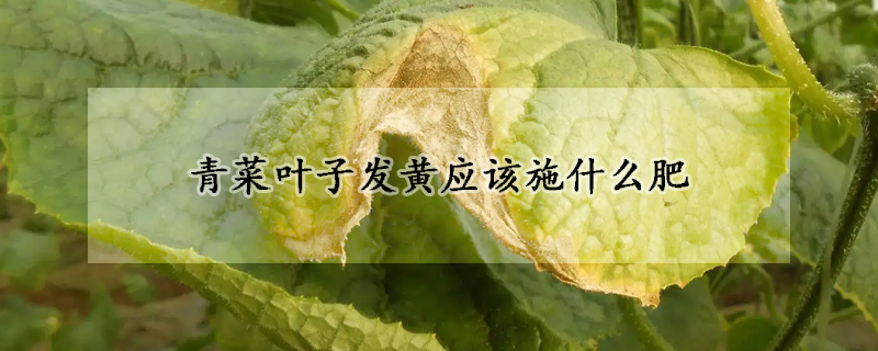 青菜葉子發黃應該施什么肥