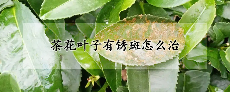 茶花葉子有銹斑怎么治