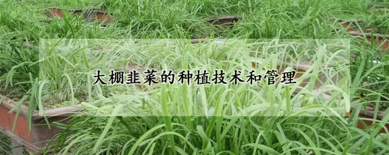 大棚韭菜的種植技術(shù)和管理