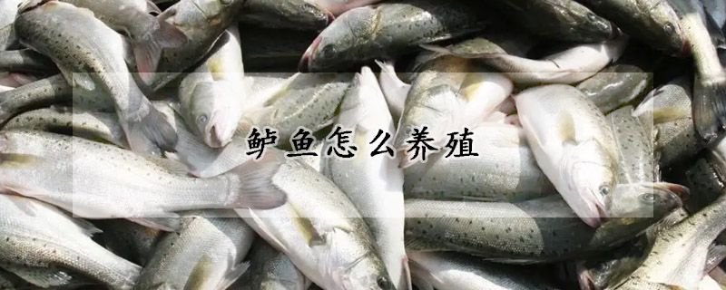 鱸魚怎么養殖