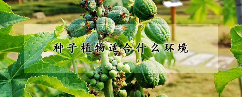 種子植物適合什么環境