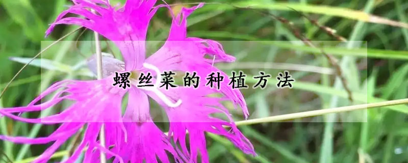 螺絲菜的種植方法