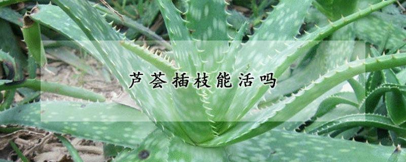 蘆薈插枝能活嗎