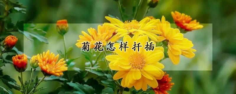 菊花怎樣扦插