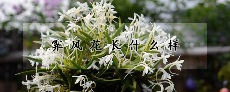 霽風(fēng)花長什么樣