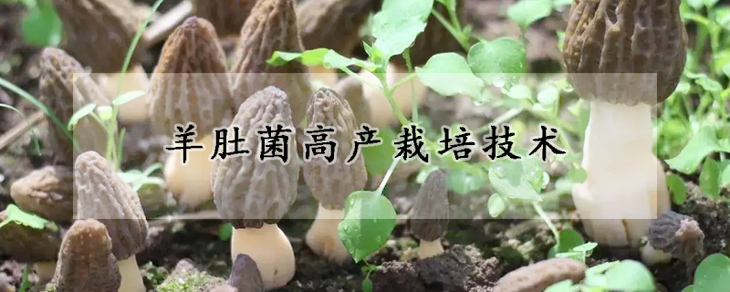 羊肚菌高產(chǎn)栽培技術(shù)