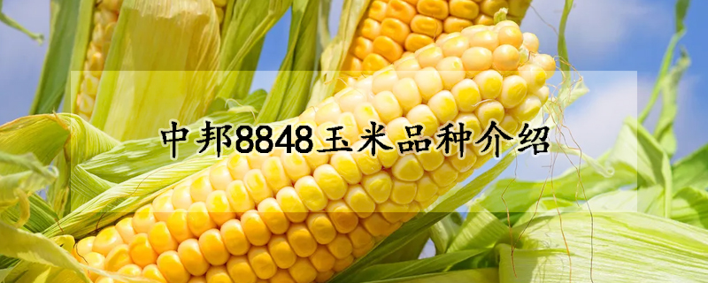 中邦8848玉米品種介紹