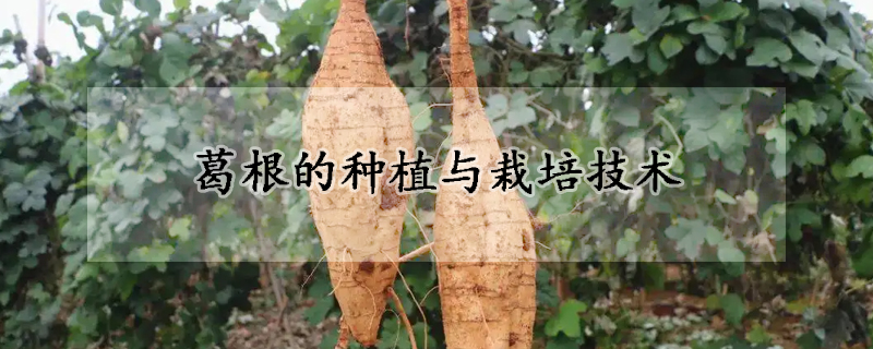 葛根的種植與栽培技術(shù)