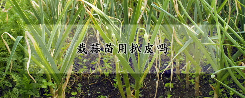 栽蒜苗用扒皮嗎