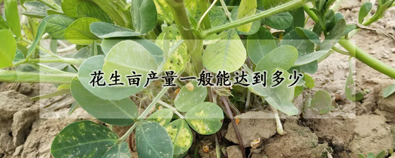 花生畝產(chǎn)量一般能達(dá)到多少