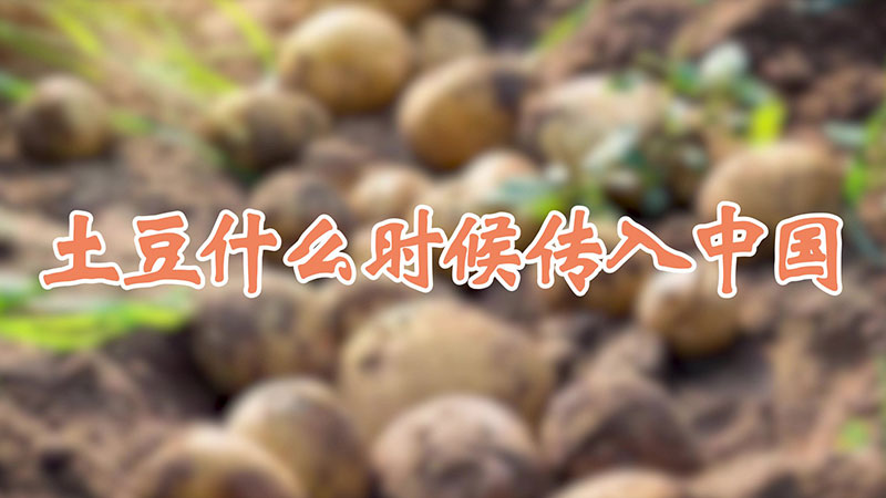 土豆什么時候傳入中國