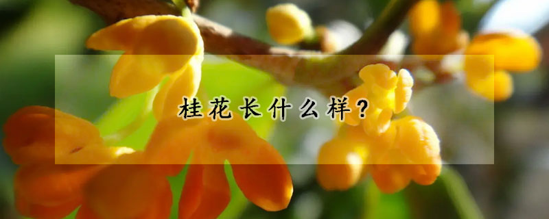 桂花長什么樣?