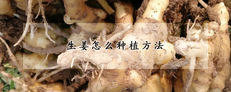 生姜怎么種植方法