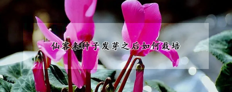 仙客來(lái)種子發(fā)芽之后如何栽培