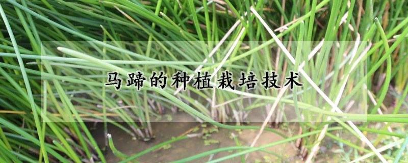 馬蹄的種植栽培技術(shù)