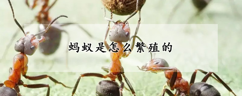 螞蟻是怎么繁殖的