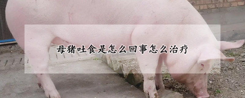 母豬吐食是怎么回事怎么治療