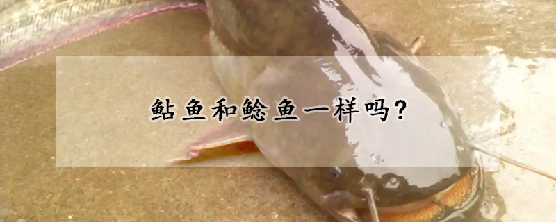 鲇魚和鯰魚一樣嗎?