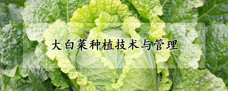 大白菜種植技術與管理