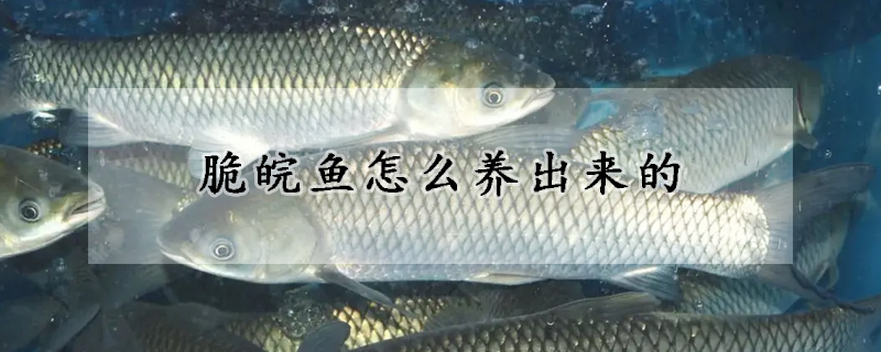 脆皖魚怎么養出來的