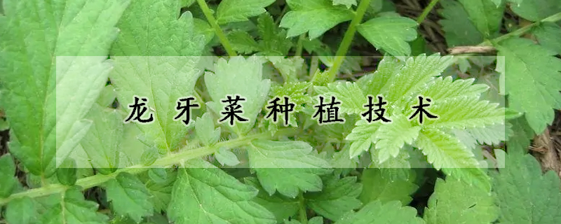 龍牙菜種植技術(shù)