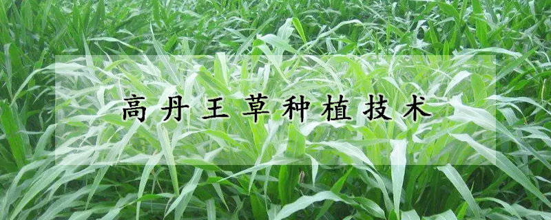 高丹王草種植技術(shù)