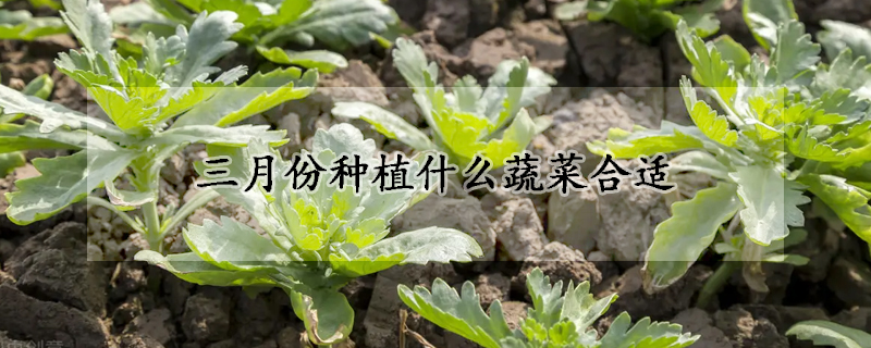 三月份種植什么蔬菜合適