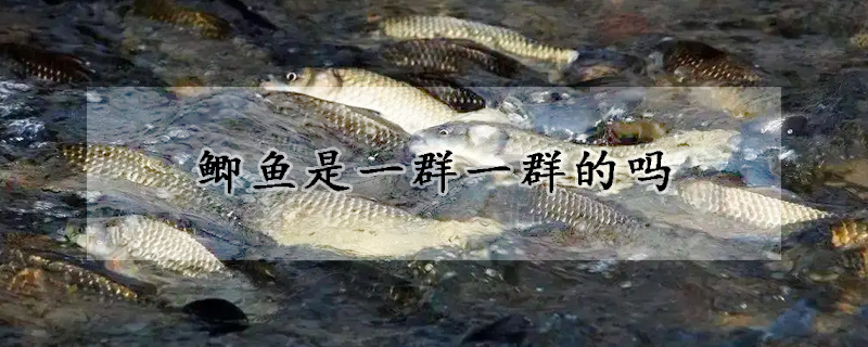 鯽魚是一群一群的嗎