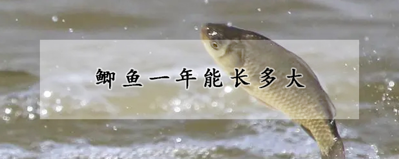 鯽魚一年能長多大