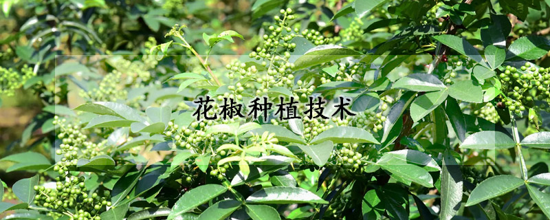 花椒種植技術(shù)