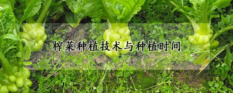 榨菜種植技術(shù)與種植時間