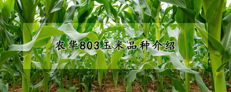 農華803玉米品種介紹