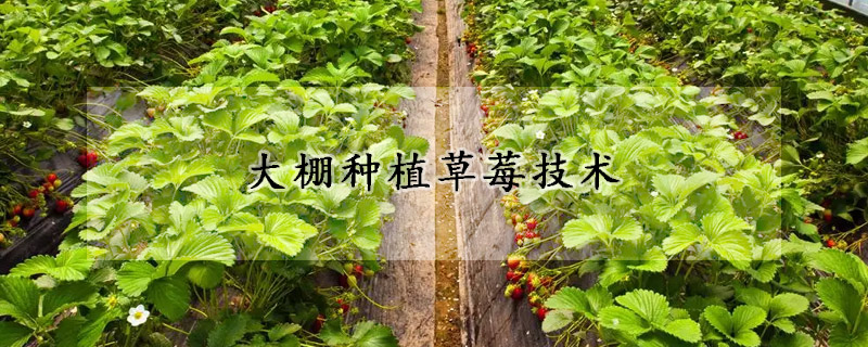 大棚種植草莓技術