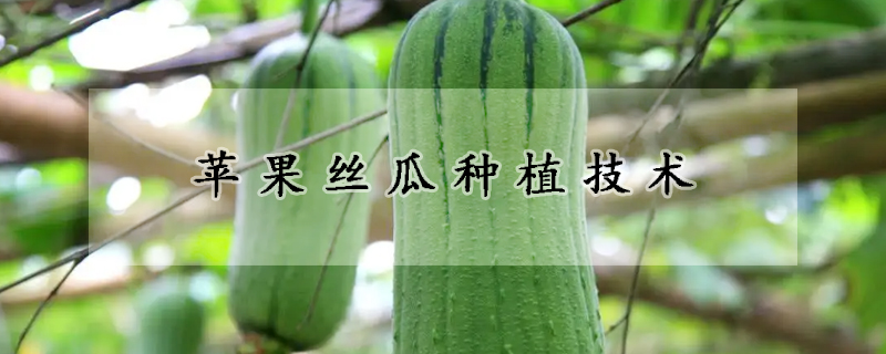 蘋果絲瓜種植技術(shù)