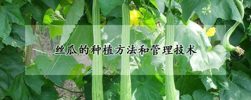 絲瓜的種植方法和管理技術(shù)