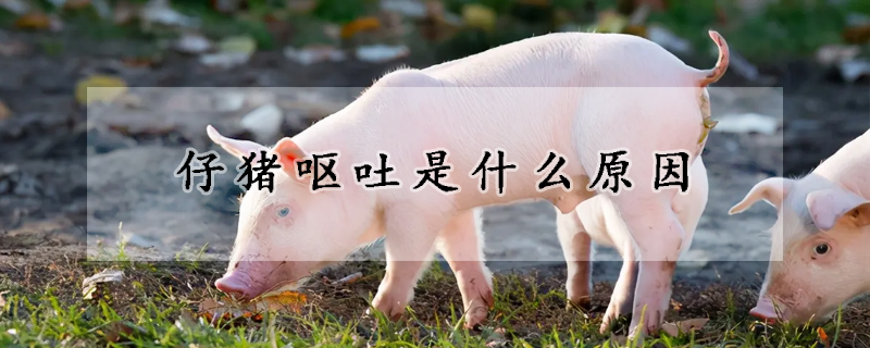 仔豬嘔吐是什么原因