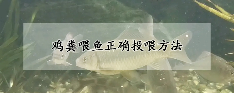 雞糞喂魚正確投喂方法