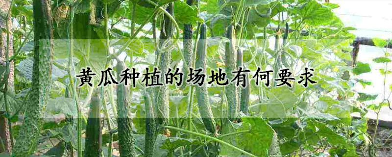 黃瓜種植的場(chǎng)地有何要求