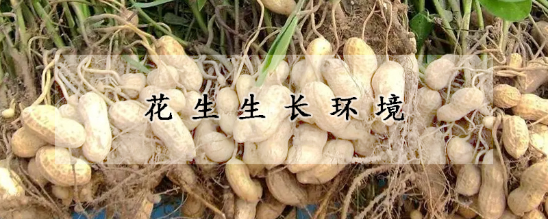 花生生長(zhǎng)環(huán)境