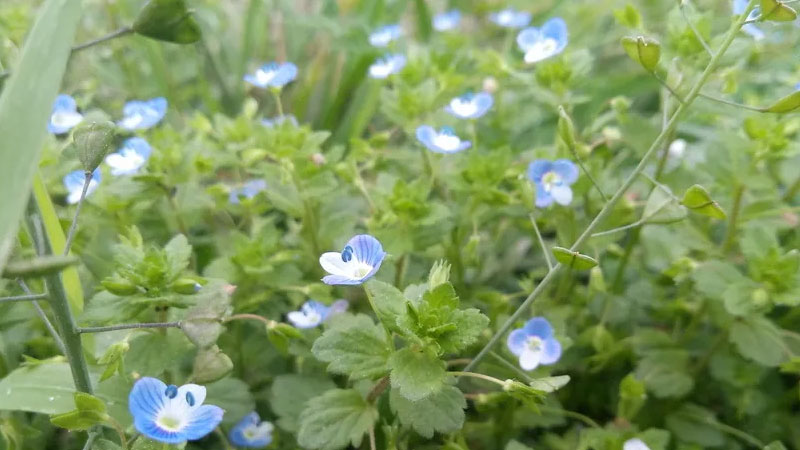 滿天星種植方法和時間