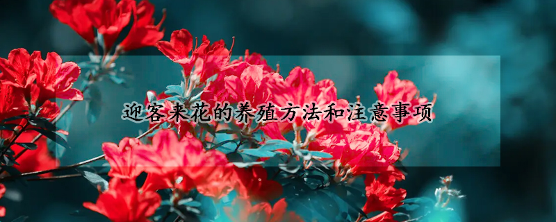 迎客來(lái)花的養(yǎng)殖方法和注意事項(xiàng)