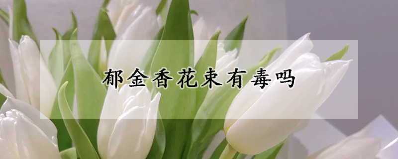 郁金香花束有毒嗎