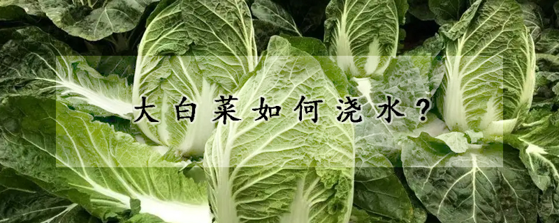 大白菜如何澆水?