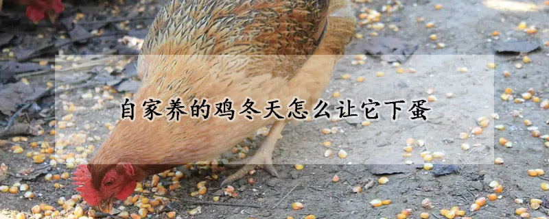 自家養(yǎng)的雞冬天怎么讓它下蛋