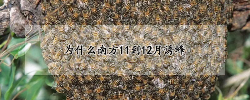 為什么南方11到12月誘蜂