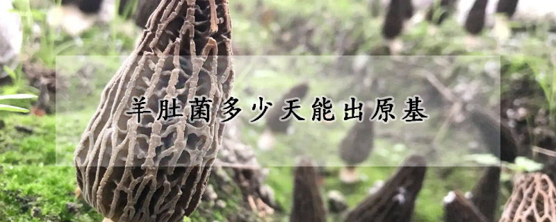 羊肚菌多少天能出原基