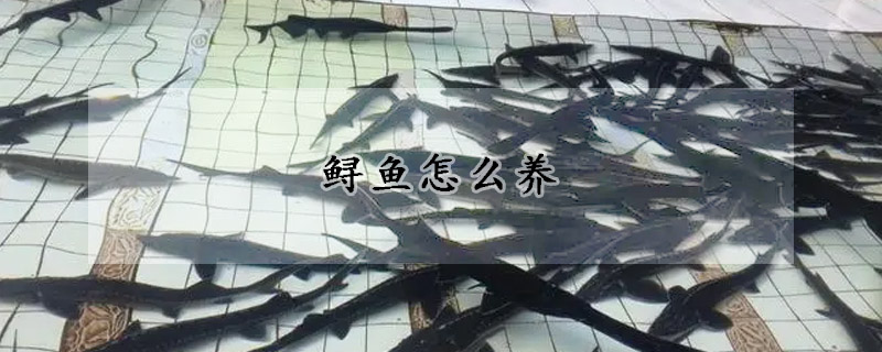 鱘魚怎么養