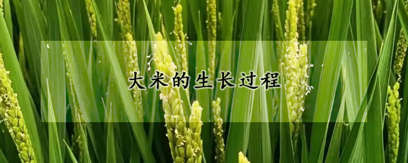 大米的生長(zhǎng)過(guò)程